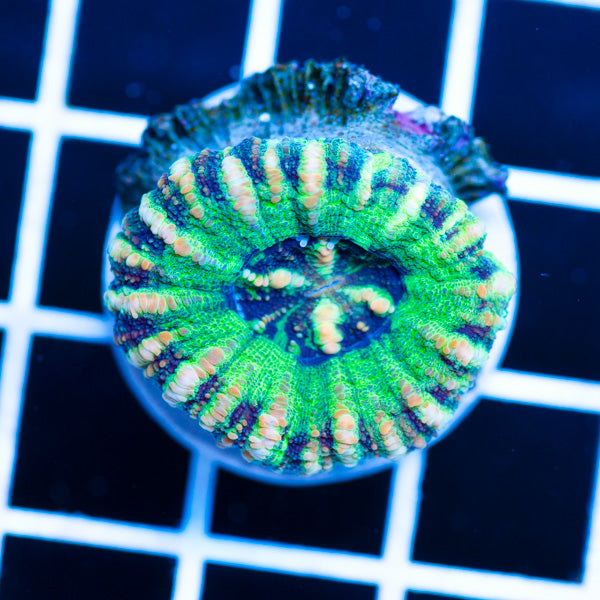 Awesome Aussie Button Scolymia #2