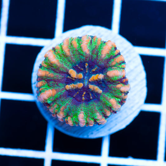 Awesome Aussie Button Scolymia #4