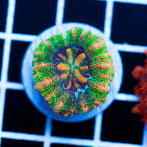 Awesome Aussie Button Scolymia #5