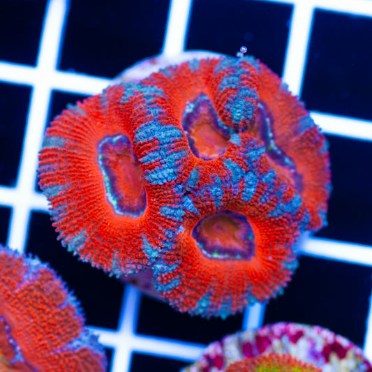 Awesome Aussie Acan #2