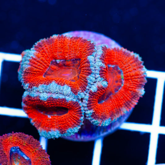 Awesome Aussie Acan #3