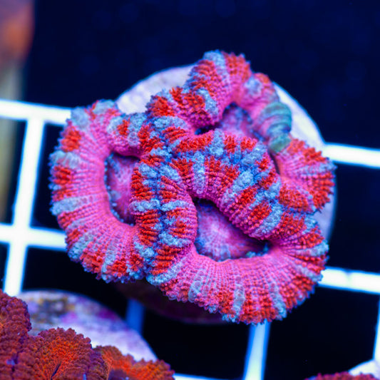 Awesome Aussie Acan #4