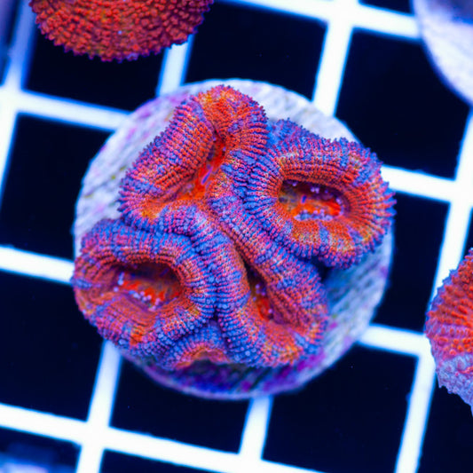 Awesome Aussie Acan #5