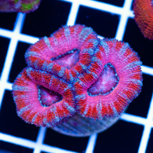 Awesome Aussie Acan #6