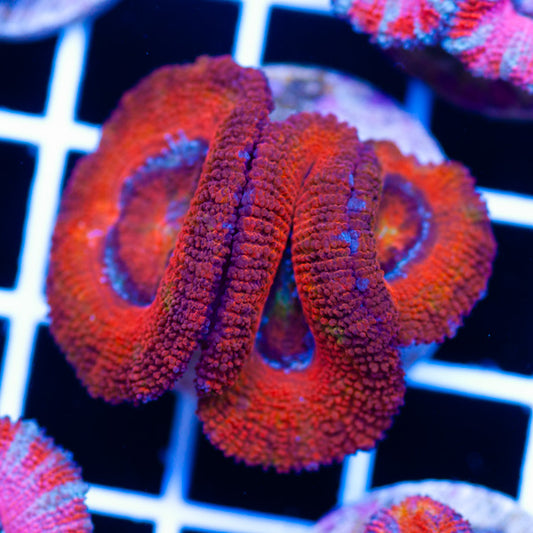 Awesome Aussie Acan #7