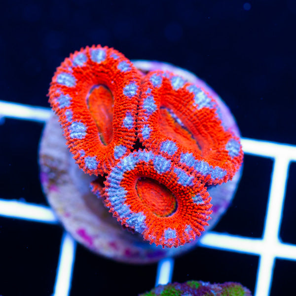 Awesome Aussie Acan #8