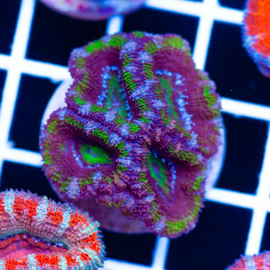 Awesome Aussie Acan #9