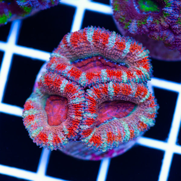 Awesome Aussie Acan #10