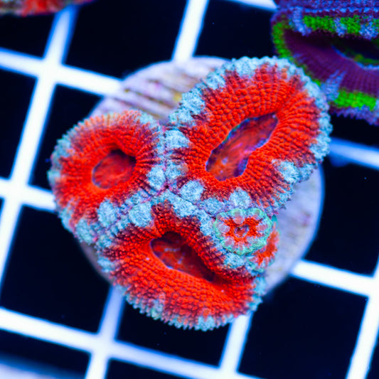 Awesome Aussie Acan #11