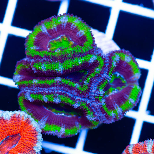 Awesome Aussie Acan #12