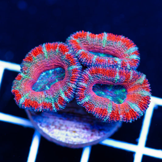 Awesome Aussie Acan #13