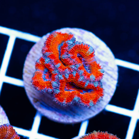 Awesome Aussie Acan #14