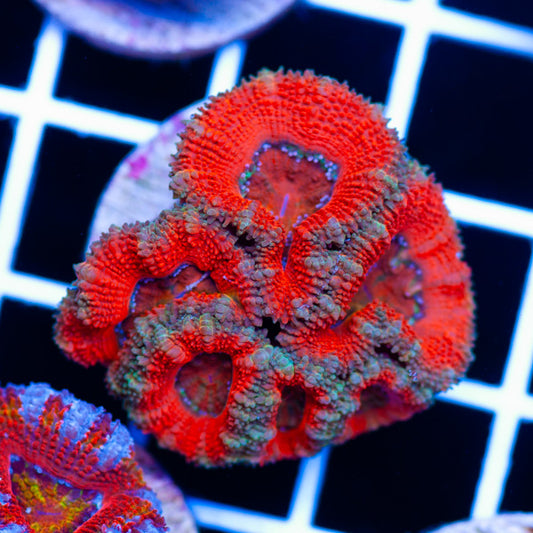 Awesome Aussie Acan #15