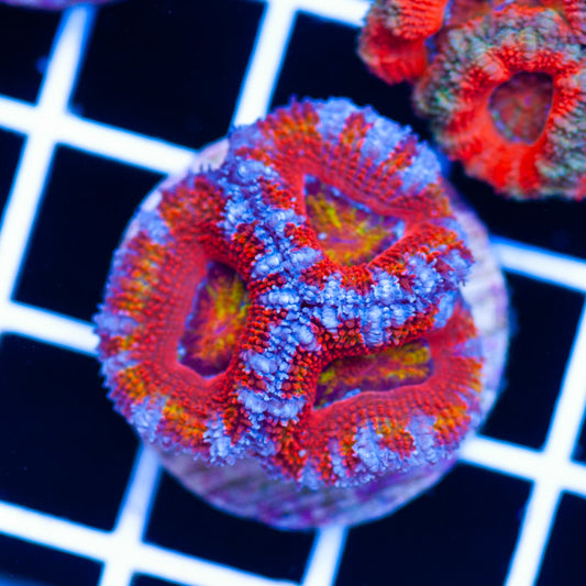 Awesome Aussie Acan #16