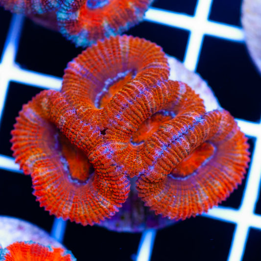 Awesome Aussie Acan #17