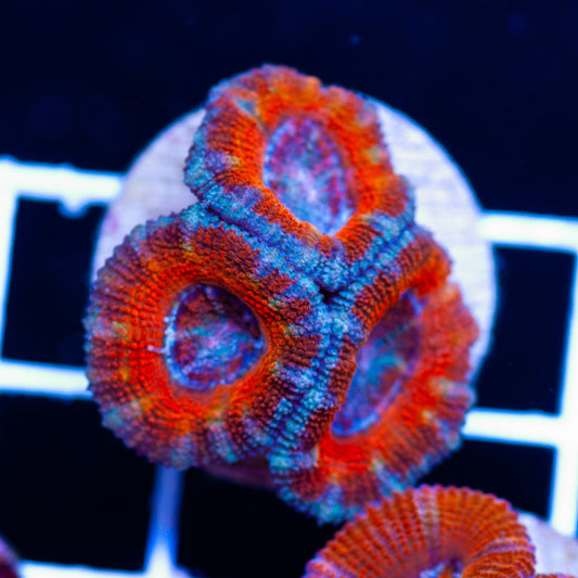 Awesome Aussie Acan #18