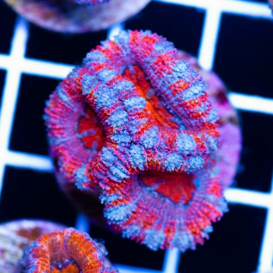 Awesome Aussie Acan #19