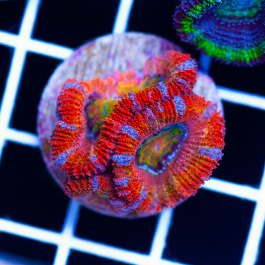 Awesome Aussie Acan #20