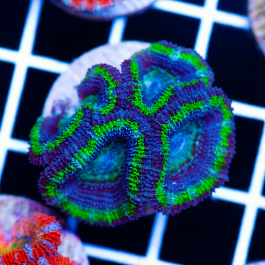 Awesome Aussie Acan #21