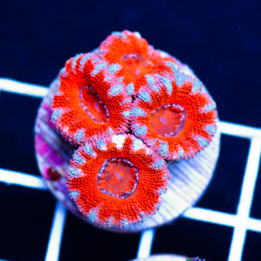 Awesome Aussie Acan #22