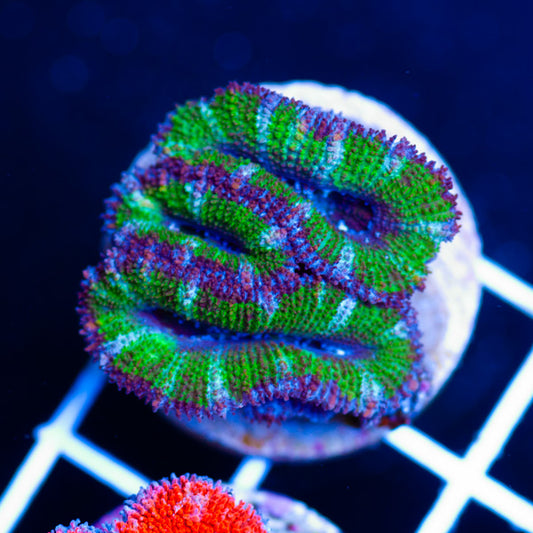 Awesome Aussie Acan #23