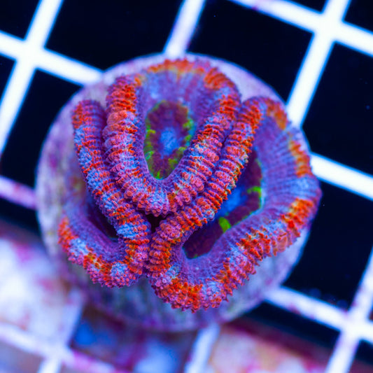 Aussie Rainbow Acan