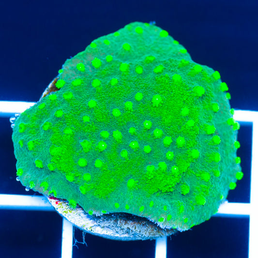 Alienpox Cyphastrea