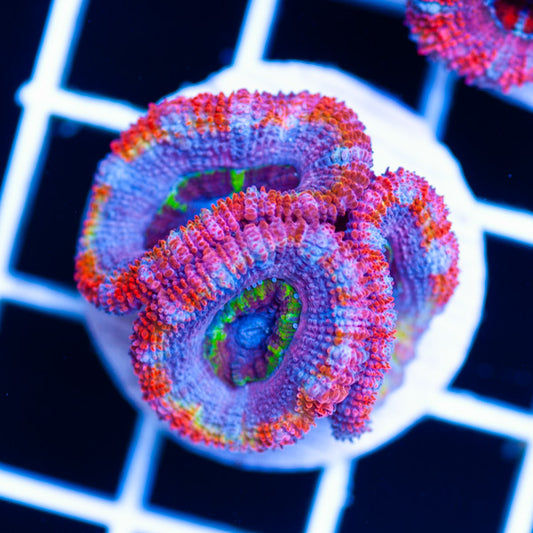 Aussie Rainbow Acan #1