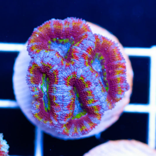 Aussie Rainbow Acan #6