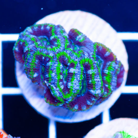 Uber Acan #5