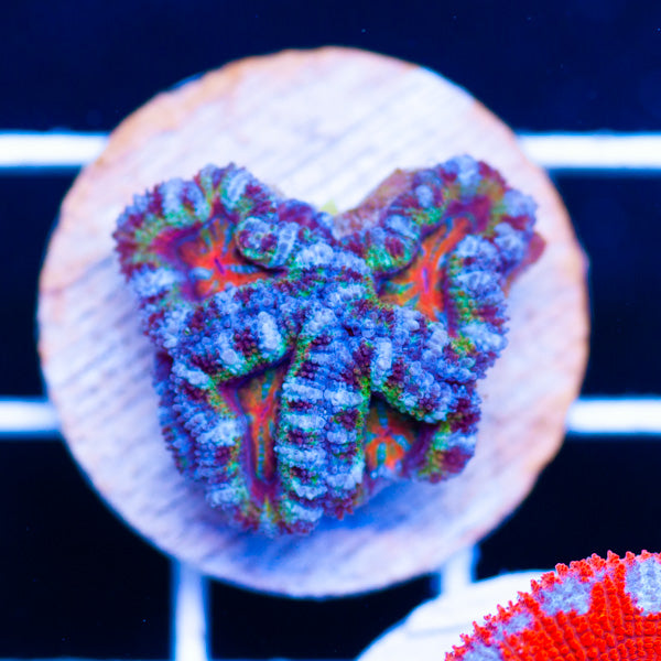 Aussie Rainbow Acan #7