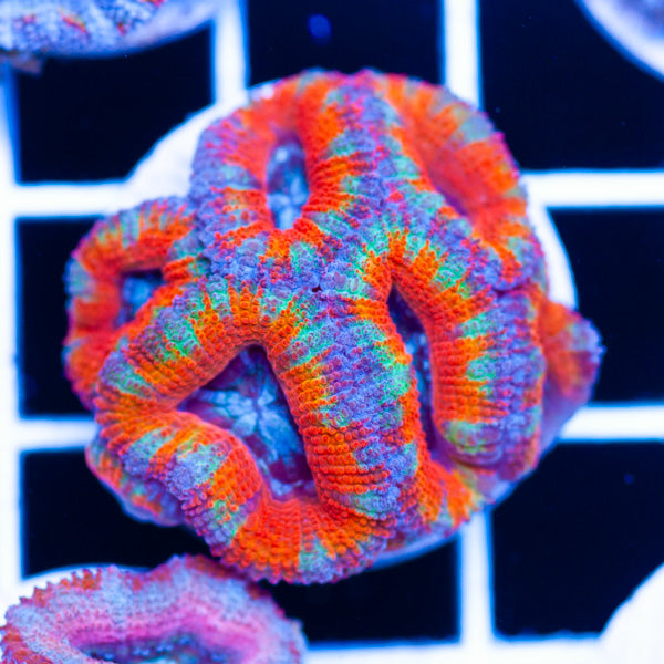 Aussie Rainbow Acan #7