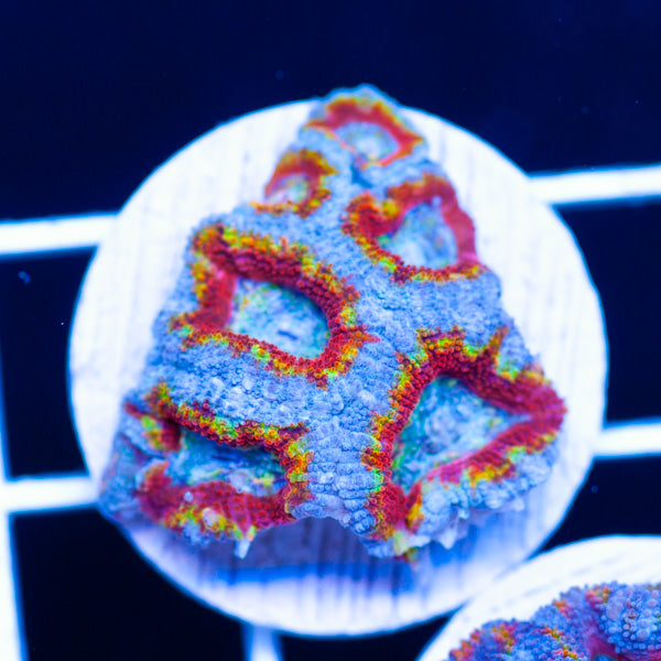 Aussie Rainbow Acan #8