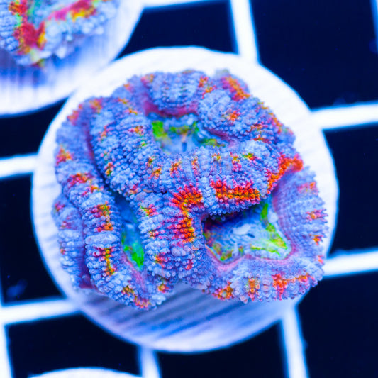 Aussie Rainbow Acan #9