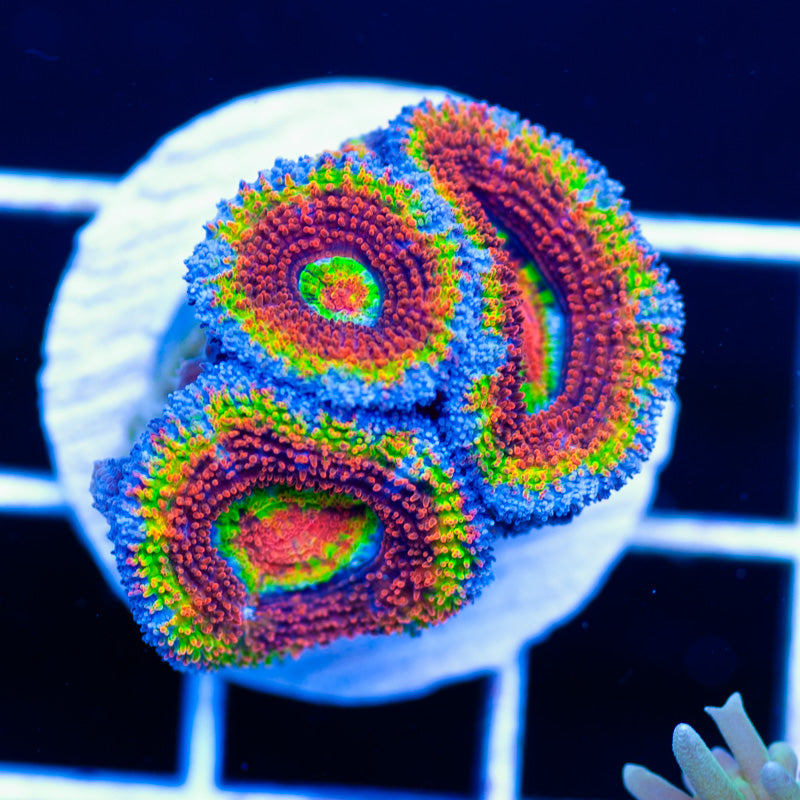 Aussie Rainbow Acan #5