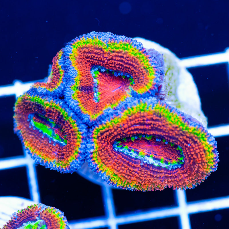 Aussie Rainbow Acan #4