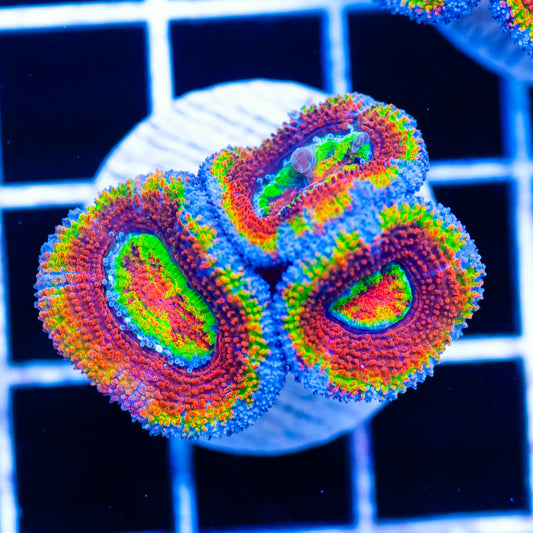 Aussie Rainbow Acan #3