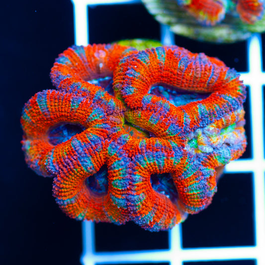 Aussie Acan #27