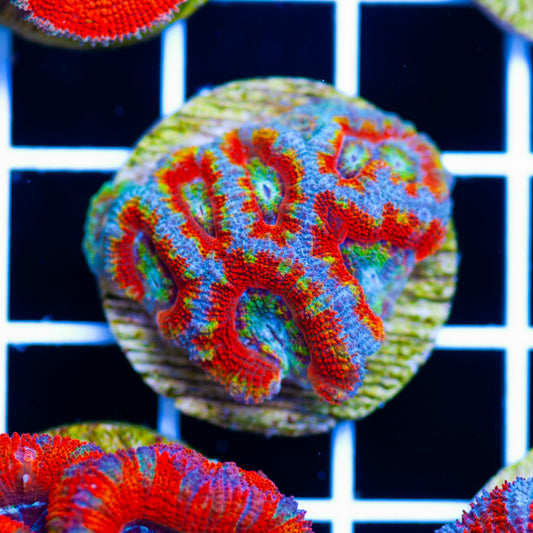 Aussie Acan #26