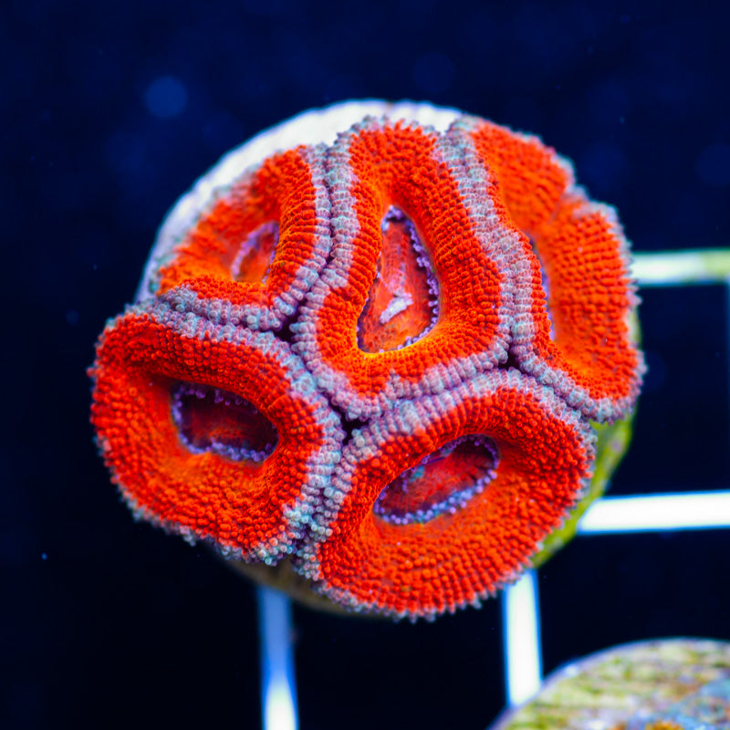 Aussie Acan #25