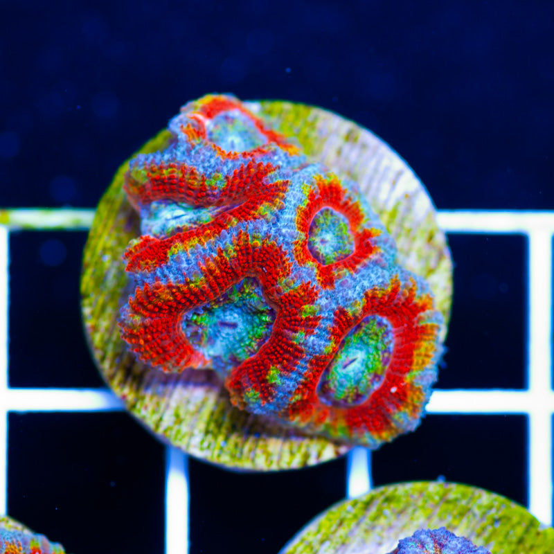 Aussie Acan #24