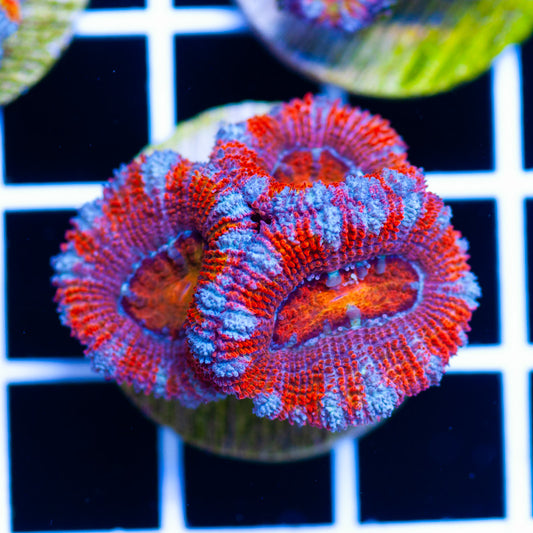 Aussie Acan #23