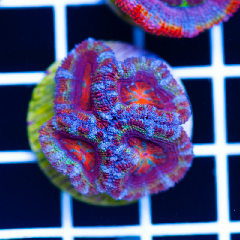 Aussie Acan #21