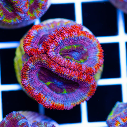 Aussie Acan #21