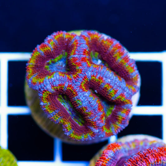 Aussie Acan #20