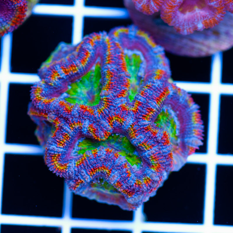 Aussie Acan #19