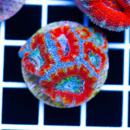 Aussie Acan #18