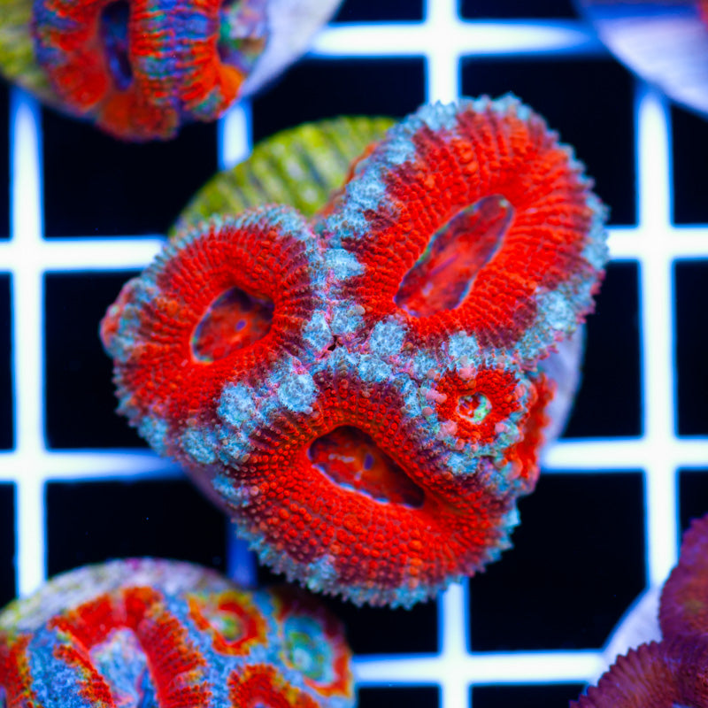 Aussie Acan #17