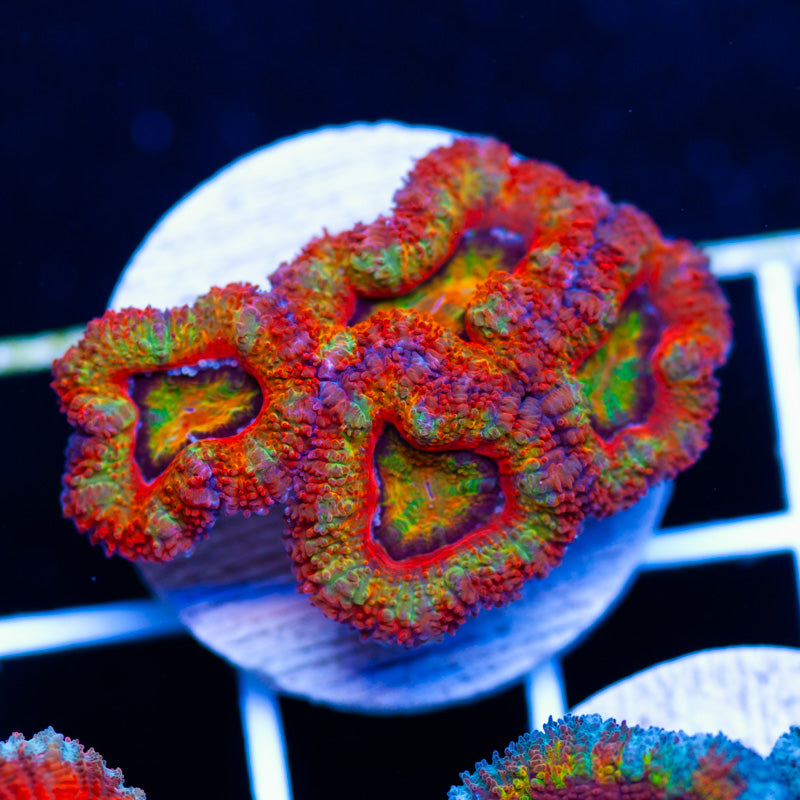 Aussie Acan #16