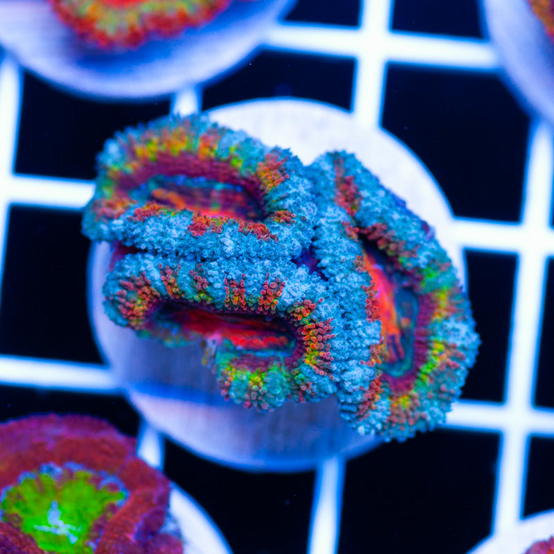 Aussie Acan #14